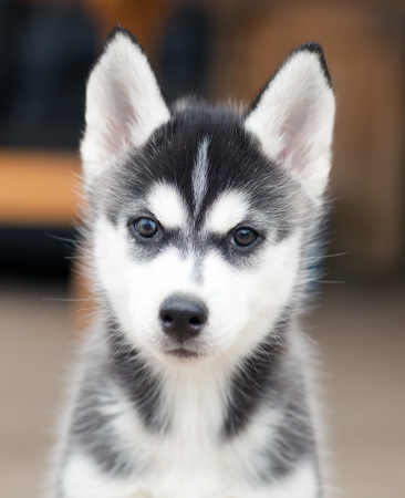 Husky puppyの写真素材