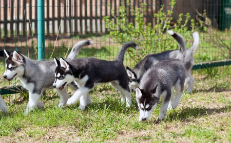 Puppies run along the fenceの写真素材