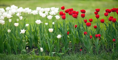beautiful red and white tulips grow on the natureの写真素材