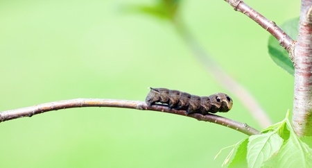 The butterfly big caterpillar  Deilephila elpenor  Ð¾n a tree branchの写真素材