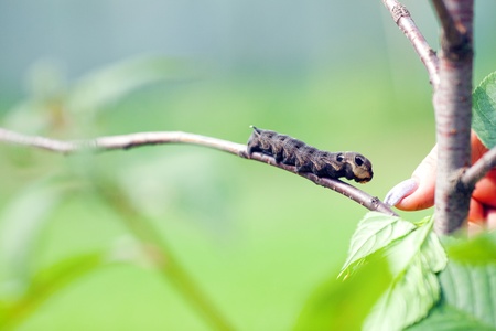 The butterfly big caterpillar  Deilephila elpenor  Ð¾n a tree branchの写真素材