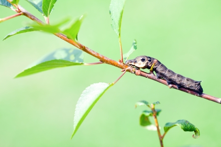 The butterfly big caterpillar  Deilephila elpenor  Ð¾n a tree branchの写真素材