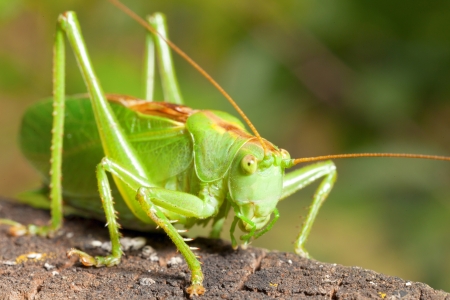 Close-up of green grasshopper sitting on a piece of woodの写真素材