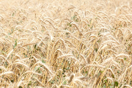 Ripe yellow wheat field in the afternoonの写真素材