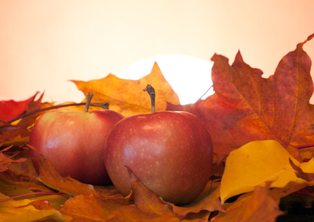 two red apple lying on the autumn leaves