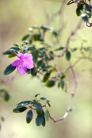 Beautiful spring flower close-up on blurred green backgroundの写真素材
