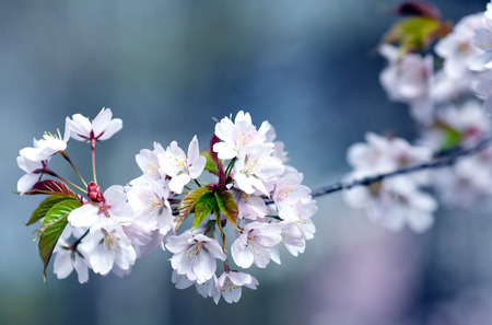 White cherry blossoms close up on blurred backgroundの写真素材