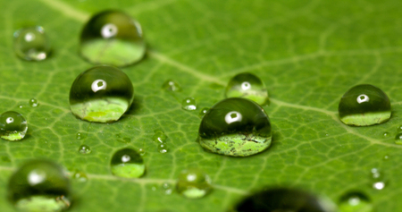 drops after rain on a green leaf close-upの写真素材