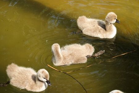 Beautiful little chicks swan on the waterの写真素材