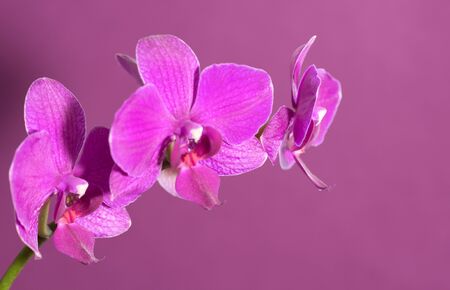 Pink orchid on purple backgorund. Photo beautiful flower.の写真素材