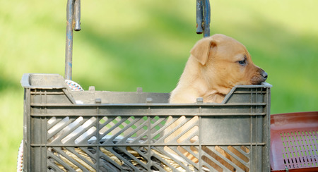 Red-headed small puppy in a basket on blurred backgroundの写真素材