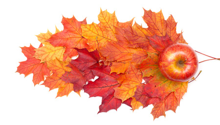 Leaves of maple and apple on a whiteの写真素材