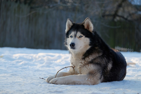 Beautiful adult dog Husky lying in the snowの写真素材