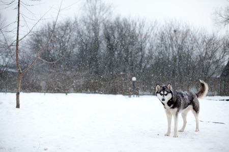 Beautiful adult dog Husky in the snowの写真素材