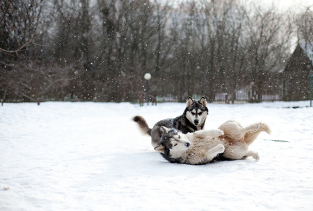 Beautiful adult dogs Husky playing in the snowの写真素材