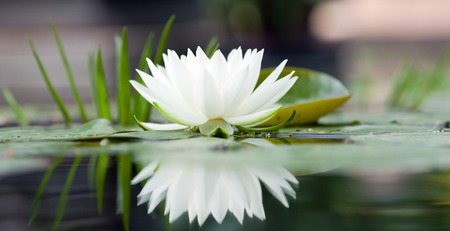 Beautiful white water lily on the water close-upの写真素材