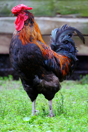 Beautiful rooster closeup in the backyard. Cock Photoの写真素材
