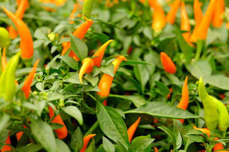 Small red peppers growing on a green bush