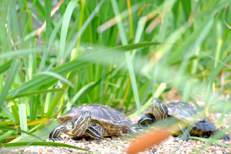 Turtle basking on the stones. Photo turtle on a blurred backgroundの写真素材
