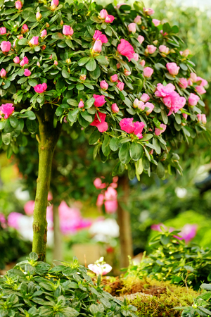 Azaleas on a miniature tree on blurred backgroundの写真素材