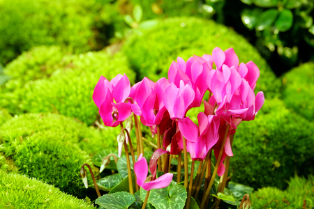 Beautiful cyclamen flowers close up on blurred backgroundの写真素材
