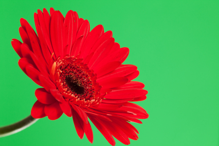 Beautiful red gerbera on a bright green backgroundの写真素材