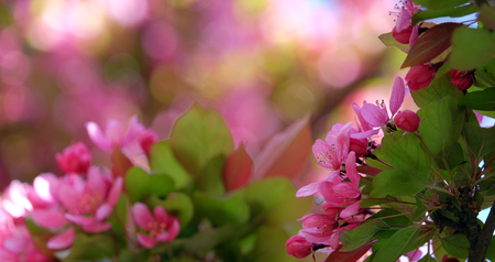 Beautiful pink flower decorative apple trees close up with bokehの写真素材