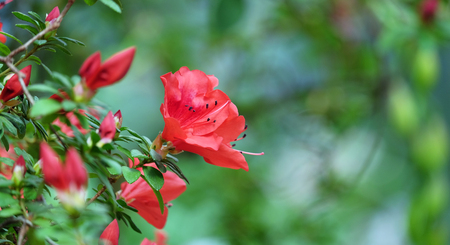 Beautiful blooming azalea on a blurred backgroundの写真素材