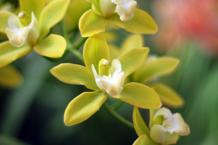 Beautiful blooming orchid on a blurred backgroundの写真素材