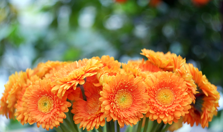 Beautiful orange gerbera on a blurred backgroundの写真素材