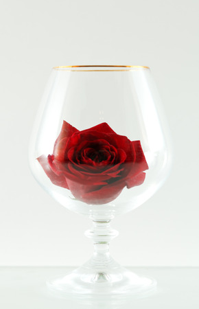 Red rose in a glass on a white backgroundの写真素材