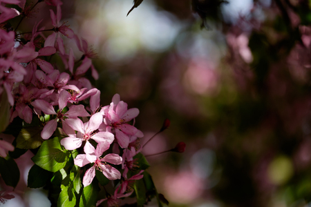 Beautiful pink flower decorative apple trees close up with bokehの写真素材