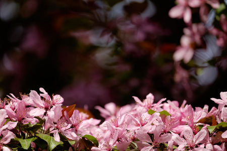 Beautiful pink flower decorative apple trees close up with bokehの写真素材