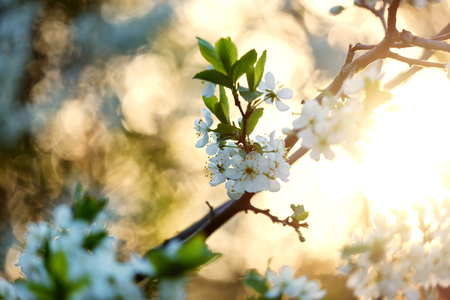 Flower and buds of a cherry close-up on a blurred backgroundの写真素材