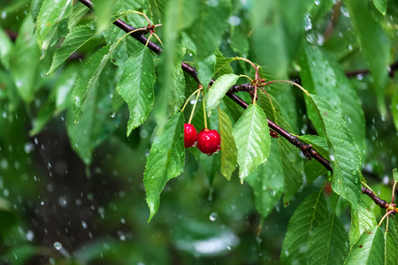 Ripe cherry on a branch in the rainの写真素材