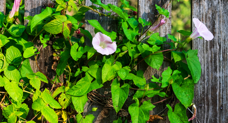 Flowers on the convolvulus on the fence