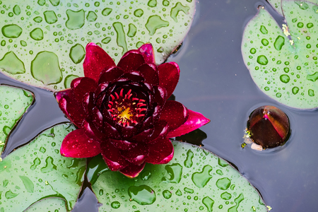 Beautiful red nenuphar with raindrops in the waterの写真素材