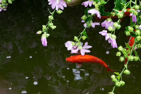 Photo beautiful Koi fish in the pondの写真素材
