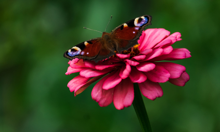 Butterfly on a red flower on a green backgroundの写真素材