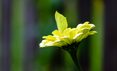 Yellow butterfly on a flower on a blurred backgroundの写真素材