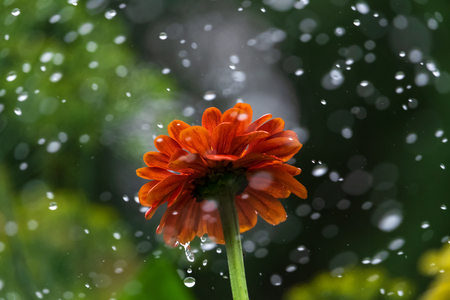 Flower and raindrops on a blurred backgroundの写真素材
