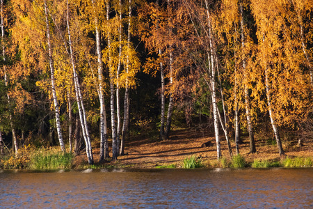 Photo of autumn trees by the lakeの写真素材