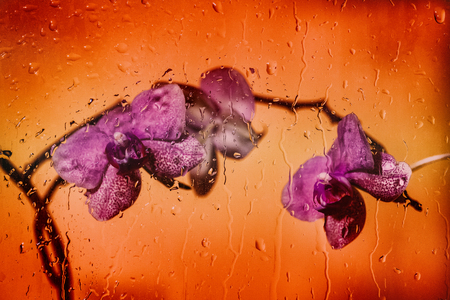 Orchid on orange background. Orchid near the glass with drops and drips of water.の写真素材