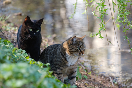Two beautiful cats on the shore of the pondの写真素材