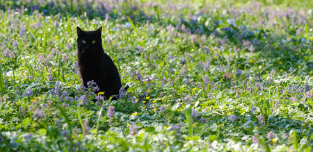 Black green eyed cat on the grass with flowersの写真素材