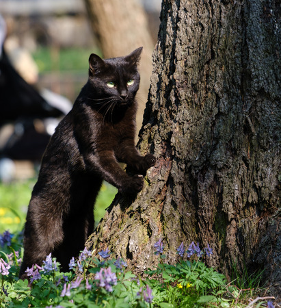 Black green eyed cat on the grass near a treeの写真素材