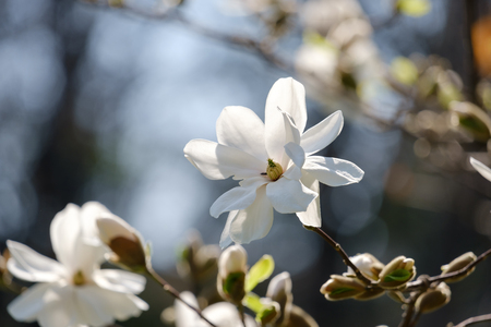 Beautiful blooming magnolia on a blurred backgroundの写真素材