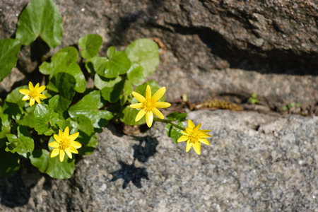 Small yellow flowers growing between the stonesの写真素材