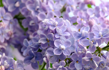 Beautiful blossoming branch of lilac close upの写真素材