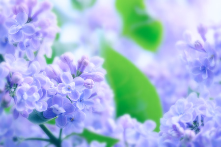 Beautiful blossoming branch of lilac close upの写真素材